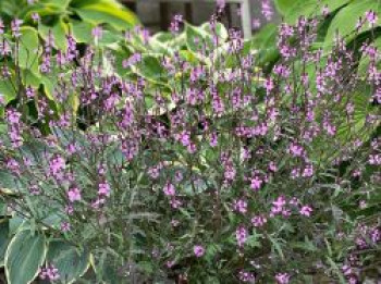 Purpurblättriges Eisenkraut 'Bampton', Verbena officinalis var. grandiflora 'Bampton', Topfware von Verbena officinalis var. grandiflora 'Bampton'