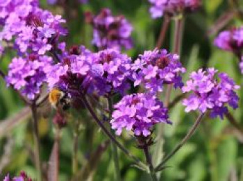 Steifes Eisenkraut 'Venosa', Verbena rigida 'Venosa', Containerware von Verbena rigida 'Venosa'