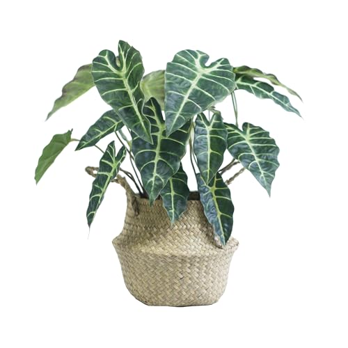 VerdantCharm Alocasia Kunstpflanze 46cm - Grüne Blätter Premium Seidenblätter für Wohnzimmer, Schlafzimmer - Realistisch & Pflegeleicht von VerdantCharm