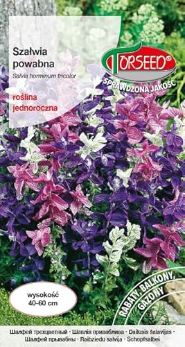 Verdica Lebendige Buntblatt-Salbei Salvia horminum Samen – Auffällige dreifarbige Hochblätter, ideal für Beete & Rabatten, einfach einjährig, 40-60 cm Höhe, schädlingsresistent (0,5 Gramm) von Verdica