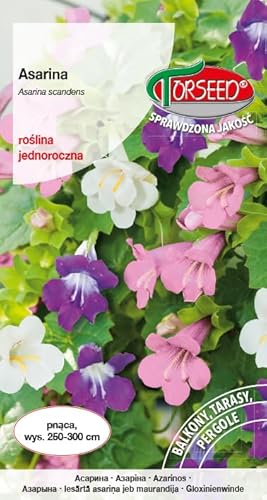 Verdica Lebendiger Kletternder Löwenmaul Asarina scandens Samen – Ideal für Balkone & Pergolen, Schnellwachsendes Einjähriges, Erreicht 300 cm, Pflegeleicht (10 Samen) von Verdica