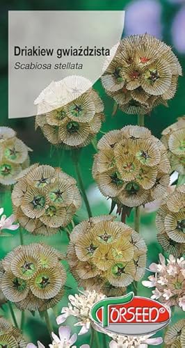 Verdica Sternblume Skabiose Scabiosa stellata Samen – Dekorative getrocknete Samenstände, leicht in fruchtbarem Boden anzubauen, ideal für Schnittgärten, 8g Packung (1 Gramm) von Verdica