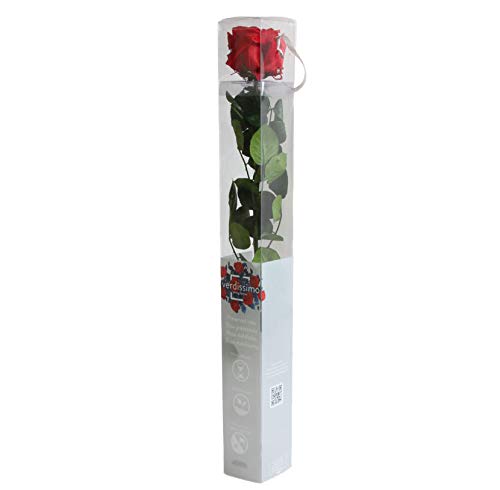 1 Haltbare stabilisierte Rose in rot, konservierte Rosen die ihre lebendige Natürlichkeit über eine Ewigkeit behalten - Länge ca. 55 cm von Rosen-Te-Amo