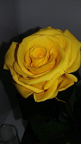 Verdissimo - Mini Rosa Liebe 35 cm Gelb E.25 von Verdissimo