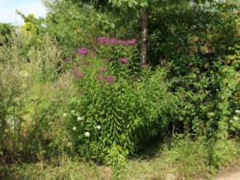 Arkansas-Scheinaster 'Mammuth', Vernonia crinita 'Mammuth', Topfware von Vernonia crinita 'Mammuth'