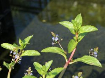 Bachbunge / Bach-Ehrenpreis, Veronica beccabunga, Topfware von Veronica beccabunga