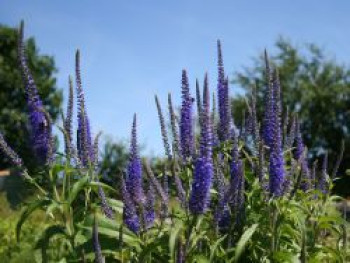 Ehrenpreis 'Blauriesin', Veronica longifolia 'Blauriesin', Topfware von Veronica longifolia 'Blauriesin'