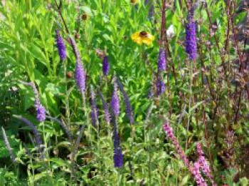 Langblättriger Ehrenpreis 'Eveline', Veronica longifolia 'Eveline', Topfware von Veronica longifolia 'Eveline'