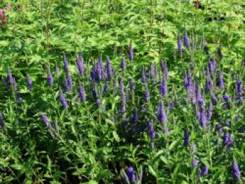 Scheinähriger Ehrenpreis 'First Glory', Veronica longifolia 'First Glory', Topfware von Veronica longifolia 'First Glory'