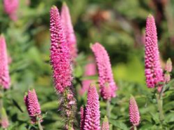 Ehrenpreis 'First Love', Veronica longifolia 'First Love', Topfware von Veronica longifolia 'First Love'