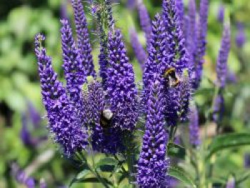 Langblättriger Ehrenpreis 'Marietta', Veronica longifolia 'Marietta', Topfware von Veronica longifolia 'Marietta'