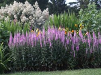 Langblättriger Ehrenpreis 'Pink Damask', Veronica longifolia 'Pink Damask', Topfware von Veronica longifolia 'Pink Damask'