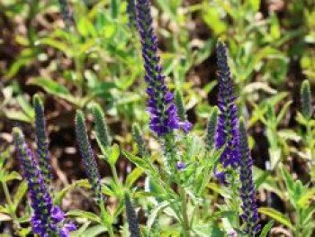 Scheinähriger Ehrenpreis 'Anniversary Blue', Veronica spicata 'Anniversary Blue', Topfware von Veronica spicata 'Anniversary Blue'