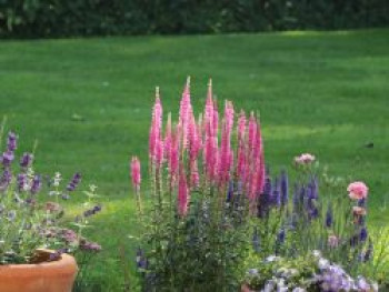 Scheinähriger Ehrenpreis 'Anniversary Rose', Veronica spicata 'Anniversary Rose', Topfware von Veronica spicata 'Anniversary Rose'