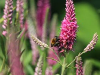 Scheinähriger Ehrenpreis 'Baby Doll' ®, Veronica spicata 'Baby Doll' ®, Topfware von Veronica spicata 'Baby Doll' ®