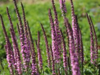 Scheinähriger Ehrenpreis 'Barcarolle', Veronica spicata 'Barcarolle', Topfware von Veronica spicata 'Barcarolle'
