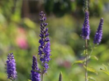 Teppich-Ehrenpreis 'Blauteppich', Veronica spicata 'Blauteppich', Topfware von Veronica spicata 'Blauteppich'