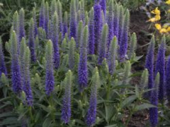 Scheinähriger Ehrenpreis 'Blue Cadet', Veronica spicata 'Blue Cadet', Topfware von Veronica spicata 'Blue Cadet'