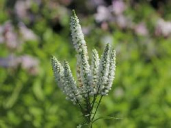 Scheinähriger Ehrenpreis 'First Lady', Veronica spicata 'First Lady', Topfware von Veronica spicata 'First Lady'