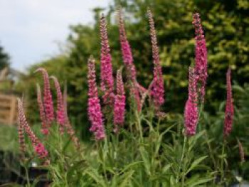 Ähriger Ehrenpreis 'Heidekind', Veronica spicata 'Heidekind', Topfware von Veronica spicata 'Heidekind'