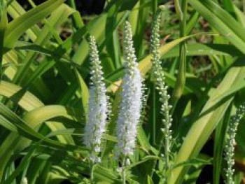 Scheinähriger Ehrenpreis 'Icicle', Veronica spicata 'Icicle', Topfware von Veronica spicata 'Icicle'