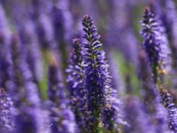 Scheinähriger Ehrenpreis 'Inspire ® Blue', Veronica spicata 'Inspire ® Blue', Topfware von Veronica spicata 'Inspire ® Blue'