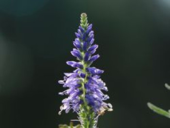 Teppich-Ehrenpreis 'Nana Blauteppich', Veronica spicata 'Nana Blauteppich', Topfware von Veronica spicata 'Nana Blauteppich'