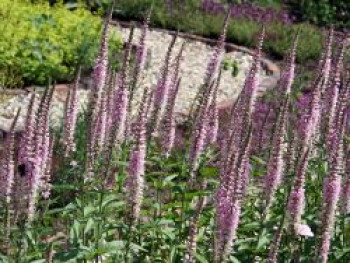Scheinähriger Ehrenpreis 'Pink Panther', Veronica spicata 'Pink Panther', Topfware von Veronica spicata 'Pink Panther'