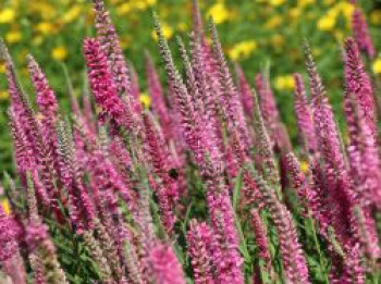 Scheinähriger Ehrenpreis 'Rosea', Veronica spicata 'Rosea', Topfware von Veronica spicata 'Rosea'