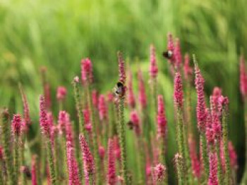 Scheinähriger Ehrenpreis 'Rotfuchs', Veronica spicata 'Rotfuchs', Topfware von Veronica spicata 'Rotfuchs'