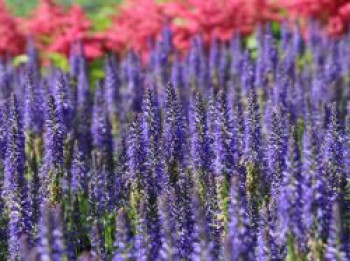 Scheinähriger Ehrenpreis 'Royal Candles Glory', Veronica spicata 'Royal Candles Glory', Topfware Scheinähriger Ehrenpreis 'Royal Candles Glory', Veronica spicata 'Royal Candles Glory', Topfware von Veronica spicata 'Royal Candles Glory'