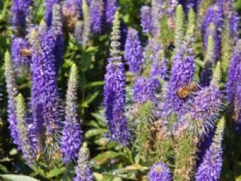 Scheinähriger Ehrenpreis 'Ulster Blue Dwarf', Veronica spicata 'Ulster Blue Dwarf', Topfware von Veronica spicata 'Ulster Blue Dwarf'