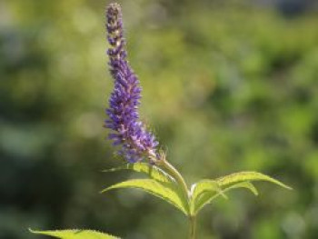Kandelaber-Ehrenpreis 'Adoration', Veronicastrum virginicum 'Adoration', Topfware von Veronicastrum virginicum 'Adoration'