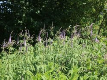 Kandelaberehrenpreis 'Lavendelturm', Veronicastrum virginicum 'Lavendelturm', Topfware Kandelaberehrenpreis 'Lavendelturm', Veronicastrum virginicum 'Lavendelturm', Topfware von Veronicastrum virginicum 'Lavendelturm'