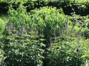Kandelaber-Ehrenpreis 'Red Arrows', Veronicastrum virginicum 'Red Arrows', Topfware von Veronicastrum virginicum 'Red Arrows'