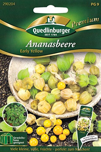 Ananasbeere, Physalis pruinosa, ca. 25 Samen von Vertriebsgesellschaft Quedlinburger Saatgut mbH