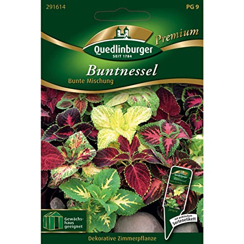 Buntnessel, Coleus blumei, ca. 50-80 Samen von Vertriebsgesellschaft Quedlinburger Saatgut mbH