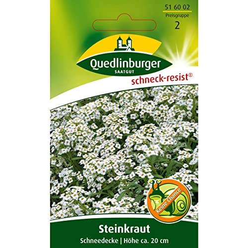 Duft-Steinrich, Steinkraut, Alyssum maritimum, ca. 200 Samen von Vertriebsgesellschaft Quedlinburger Saatgut mbH