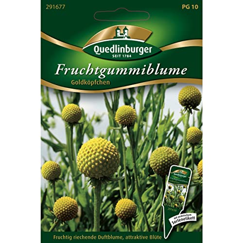 Fruchtgummiblume, Cephalaphora aromatica, ca. 25-30 Samen von Vertriebsgesellschaft Quedlinburger Saatgut mbH