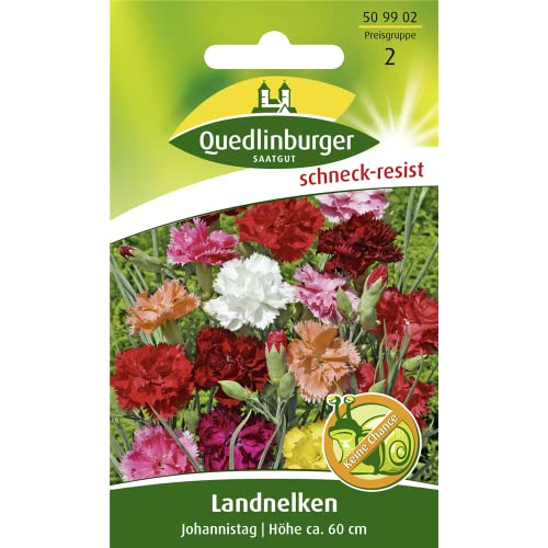 Landnelke, Johannistag, Dianthus caryophyllus, ca. 100 Samen von Vertriebsgesellschaft Quedlinburger Saatgut mbH