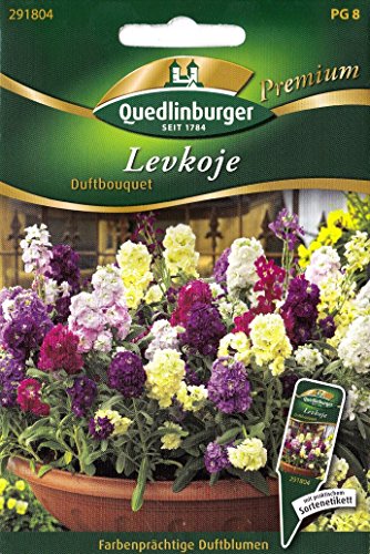 Levkoje, Duftbouquet, Matthiola incana, ca. 60 Samen von Vertriebsgesellschaft Quedlinburger Saatgut mbH