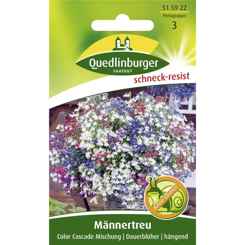 Männertreu, Hängelobelien, Lobelia erinus pendula, ca. 50 Samen von Quedlinburger