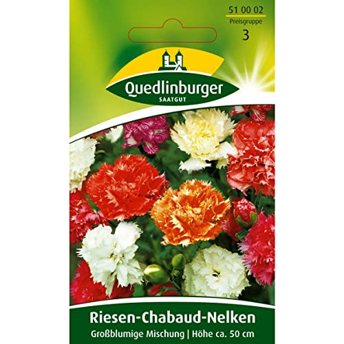 Riesen Chabaud-Nelken, Nelken, Dianthus caryophyllus, ca. 60 Samen von Vertriebsgesellschaft Quedlinburger Saatgut mbH