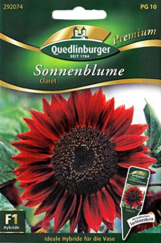 Rote Sonnenblume, Helianthus annuus, ca. 15 Samen von Vertriebsgesellschaft Quedlinburger Saatgut mbH