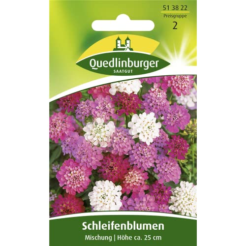 Schleifenblumen, Iberis umbellata, ca. 80 Samen von Vertriebsgesellschaft Quedlinburger Saatgut mbH