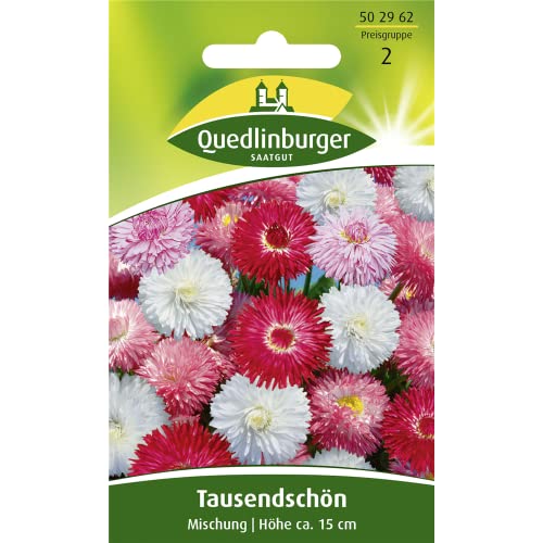 Tausendschön, Maßliebchen, Bellis perennis, ca. 200 Samen von Quedlinburger