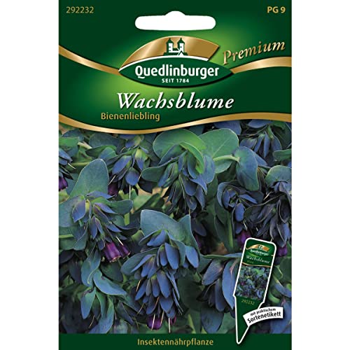 Wachsblume, Cerinthe major purpurescens, ca. 10-20 Samen von Vertriebsgesellschaft Quedlinburger Saatgut mbH