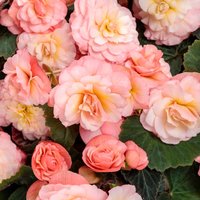 10 Begonia Peaches & Dreams Pellets Seeds Samen Semi Sementi Graines Nasiona Somen Frø Frøn Semillas Sementes Siemenet Zaad Zaden von VerveinaSeeds