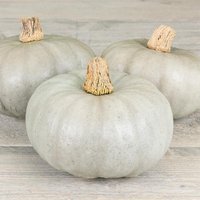 10 Leckør Kürbiskerne Neuheit - Miniatur Kronprinz Nur 20 cm Kürbis Samen Granat Saden Semillas Semetes Siemenet Semi Sementi von VerveinaSeeds