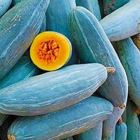 10 Samen Guatemalan Blue Banana Squash Kürbis Zusammen Somen Semi Sementi Semillas Graines Sementes Siemenet von VerveinaSeeds